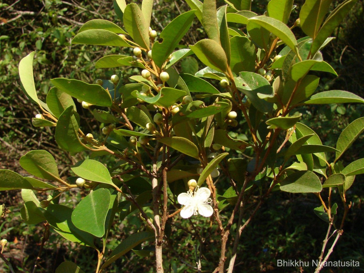 Eugenia roxburghii DC.